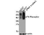 uPAR Monoclonal Antibody (A6E7)