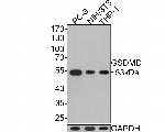 GSDMD Monoclonal Antibody (A8D7)