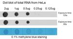 N6-Methyladenosine (m6A) Antibody in Dot Blot (DB)