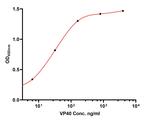 Ebola Virus VP40 Monoclonal Antibody (B6-A8)