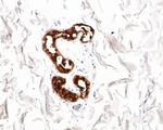 Mammaglobin A Antibody in Immunohistochemistry (Paraffin) (IHC (P))