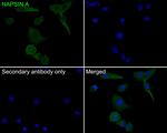 NAPSA Monoclonal Antibody (A9C1)
