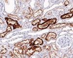 NAPSA Antibody in Immunohistochemistry (Paraffin) (IHC (P))