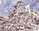 NAPSA Antibody in Immunohistochemistry (Paraffin) (IHC (P))
