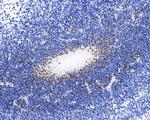 BrdU Antibody in Immunohistochemistry (Paraffin) (IHC (P))