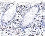 BrdU Antibody in Immunohistochemistry (Paraffin) (IHC (P))