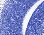 BrdU Antibody in Immunohistochemistry (Paraffin) (IHC (P))