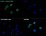 BrdU Antibody in Immunocytochemistry (ICC/IF)