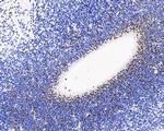 BrdU Antibody in Immunohistochemistry (Paraffin) (IHC (P))