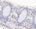BrdU Antibody in Immunohistochemistry (Paraffin) (IHC (P))