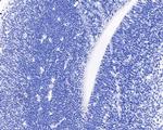 BrdU Antibody in Immunohistochemistry (Paraffin) (IHC (P))