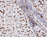 CD32b Antibody in Immunohistochemistry (Paraffin) (IHC (P))