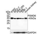 PSMD6 Antibody in Western Blot (WB)