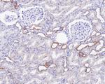 CUX1/Protein CASP Antibody in Immunohistochemistry (Paraffin) (IHC (P))