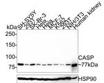 CUX1/Protein CASP Antibody in Western Blot (WB)