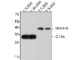 6x His Tag Antibody in Western Blot (WB)