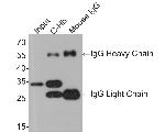 6x His Tag Antibody in Western Blot (WB)