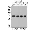 Myc Tag Recombinant Mouse Monoclonal Antibody (A3C8-R-2)
