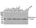 beta Actin Antibody in Western Blot (WB)