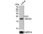 CD3 Antibody in Western Blot (WB)