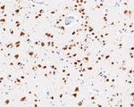 NeuN Antibody in Immunohistochemistry (Paraffin) (IHC (P))