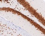 NeuN Recombinant Mouse Monoclonal Antibody (PD01-45)