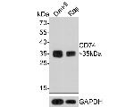 CD74 Antibody in Western Blot (WB)