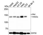 c-Met Antibody in Western Blot (WB)