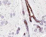 Mammaglobin A Antibody in Immunohistochemistry (Paraffin) (IHC (P))