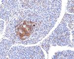 Annexin VII Antibody in Immunohistochemistry (Paraffin) (IHC (P))