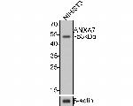 Annexin VII Antibody in Western Blot (WB)