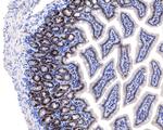 Ki-67 Antibody in Immunohistochemistry (Paraffin) (IHC (P))