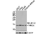 NDUFC2 Recombinant Rabbit Monoclonal Antibody (JE65-31)
