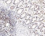 PREB Antibody in Immunohistochemistry (Paraffin) (IHC (P))