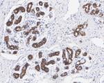 c-Kit Antibody in Immunohistochemistry (Paraffin) (IHC (P))