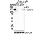 c-Kit Antibody in Western Blot (WB)