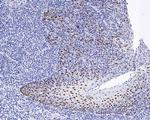 SOX2 Recombinant Rabbit Monoclonal Antibody (PO00-28)