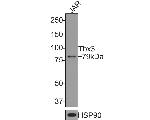 TBX3 Recombinant Rabbit Monoclonal Antibody (JE33-38)