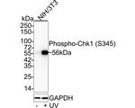 Phospho-CHK1 (Ser345) Antibody in Western Blot (WB)