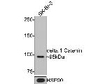 delta Catenin Antibody in Western Blot (WB)