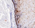 ALDH3A1 Antibody in Immunohistochemistry (Paraffin) (IHC (P))