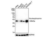 NPM1 Antibody in Western Blot (WB)