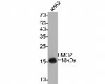 LMO2 Antibody in Western Blot (WB)