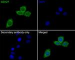 CD127 Antibody in Immunocytochemistry (ICC/IF)