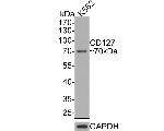 CD127 Antibody in Western Blot (WB)