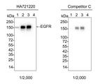 EGFR Antibody in Western Blot (WB)