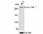 SETD1A Recombinant Rabbit Monoclonal Antibody (PH00-02)