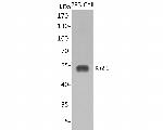 Kir2.1 (KCNJ2) Antibody in Western Blot (WB)