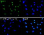 SOX10 Antibody in Immunocytochemistry (ICC/IF)