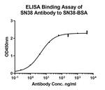 SN38 Antibody in ELISA (ELISA)